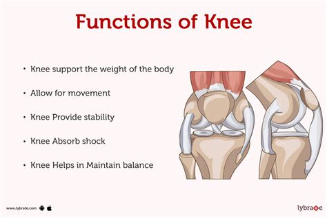 function of the patella.